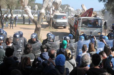 Il trasporto degli ulivi espiantati durante la protesta degli attivisti davanti al cantiere della  Tap a Melendugno © ANSA