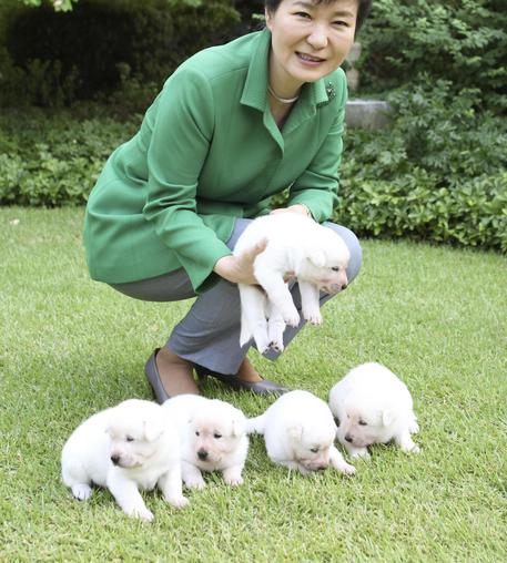 I cani dell'ex presidente sudcoreana Park © AP