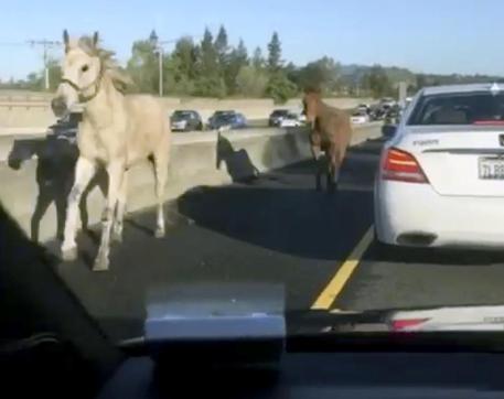 Usa: cavallo e mulo in fuga su autostrada California © AP