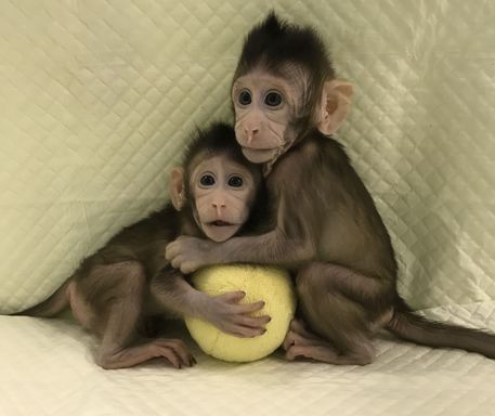 Zhong Zhong e Hua Hua, le due scimmie clonate con la stessa tecnica con cui è stata ottenuta la pecora Dolly © Ansa