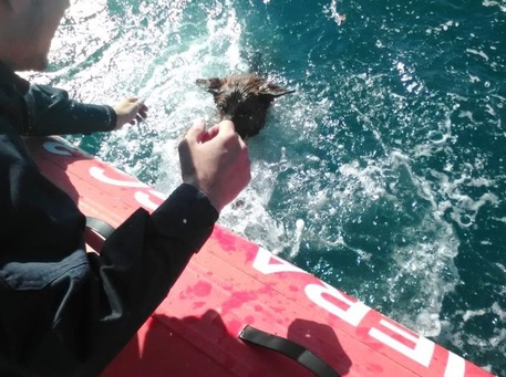 Maltempo in Sicilia, cane salvato dalla Guardia Costiera$