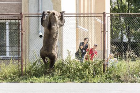 Brown bear in Romania © EPA