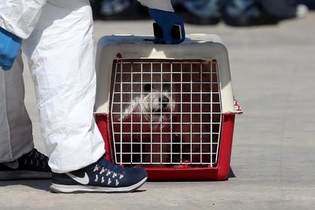 In mezzo ai migranti sbarca anche una cagnolina, Bella © EPA