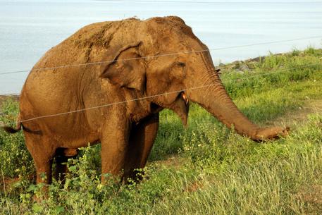 Un elefante in una foto di archivio © ANSA