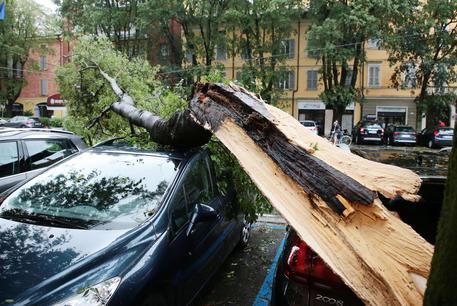 Un albero caduto su alcune auto in sosta a Modena © ANSA