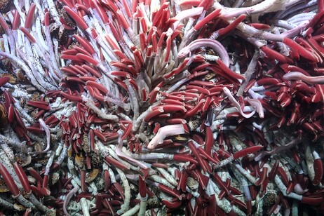 I vermi tubolari trovati nel Pacifico, sotto le bocche idrotermali (fonte: ROV SuBastian/Schmidt Ocean Institute/CC BY-NC-SA)