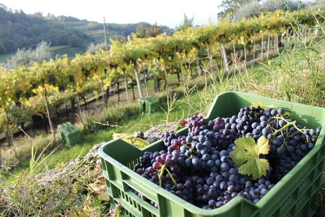 Las uvas con las que se produce el vino Valpolicella en el Véneto