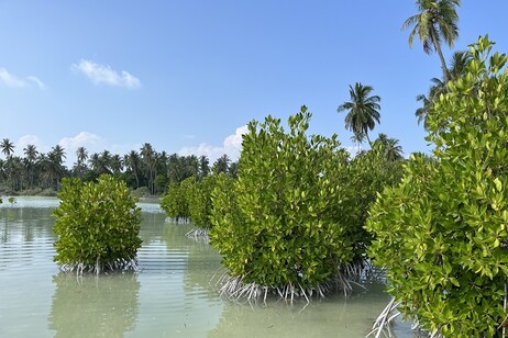 Mangrovie dell’isola di Maabaidhoo, nell’atollo di Laamu alle Maldive (fonte: UniMiB)
