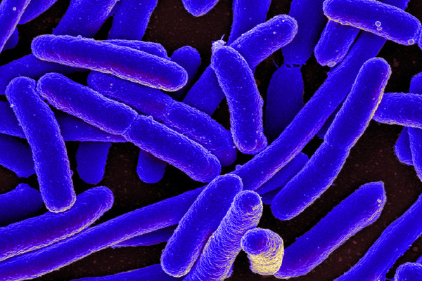 Batteri Escherichia coli (fonte: NIAID)