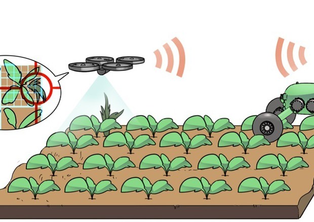 Agricoltura: arriva quella di precisione, con droni e robot © ANSA