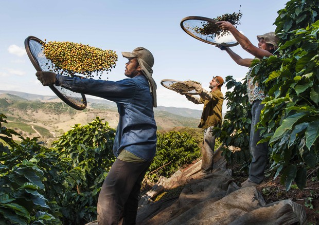 Coltivatori caffè brasiliani protagonisti progetto Tierra! © Foto di Steve McCurry per il progetto Lavazza ¡Tierra!