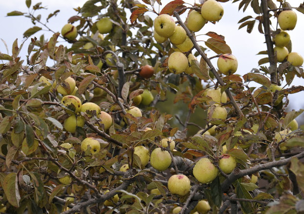 Sicilia, le antiche mele dell'Etna © ANSA