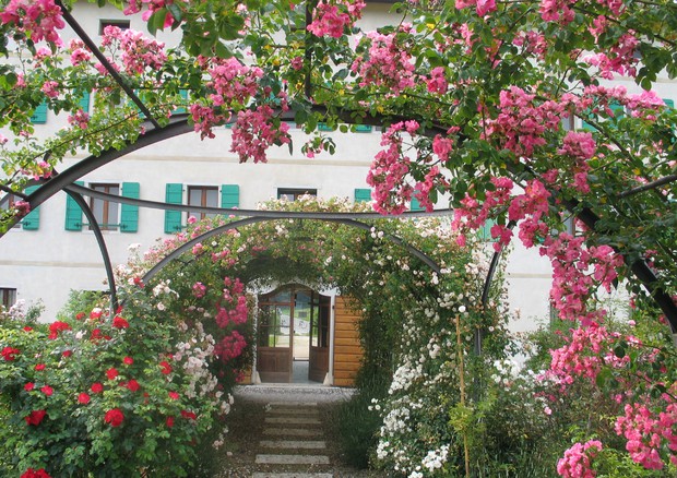 Seravella's rose garden shines at the feet of the Dolomites © ANSA