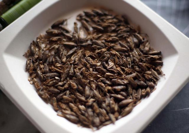 Expo: prima degustazione autorizzata d'insetti commestibili in Italia