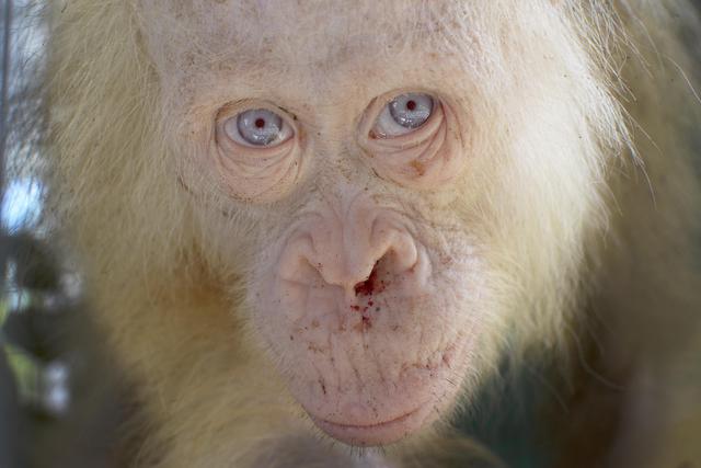 Indonesia Albino Orangutan © Ansa