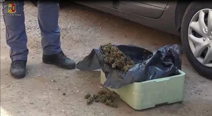 Cani antidroga fiutano 650 gr di marijuana in azienda agricola$