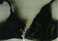 L'immagine (tratta dalla perizia di Eva Sacchi de La Sapienza sui reperti acquisiti nel sottotetto della chiesa della Trinita' di Potenza dove il 17-3-2010 e' stato ritrovato il corpo) mostra il reggiseno di Elisa reciso con una lama monotagliante © ANSA