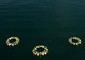 Per fare memoria delle vittime delle migrazioni, nel porto di Mitilene, a Lesbo, lanciate corone di alloro in mare © ANSA