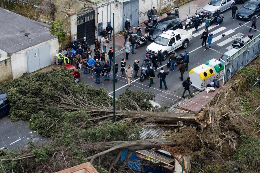 Un albero cade su rinvendita di giornali a Napoli © Ansa