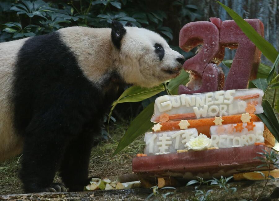 Panda da Guinness, festeggia 37 anni © 