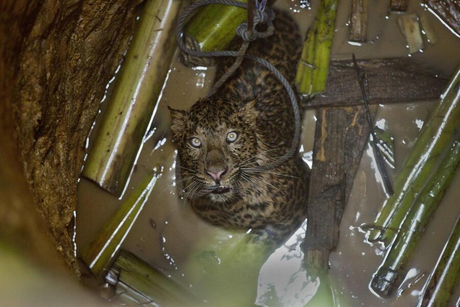 India: salvato leopardo cascato in un pozzo © 