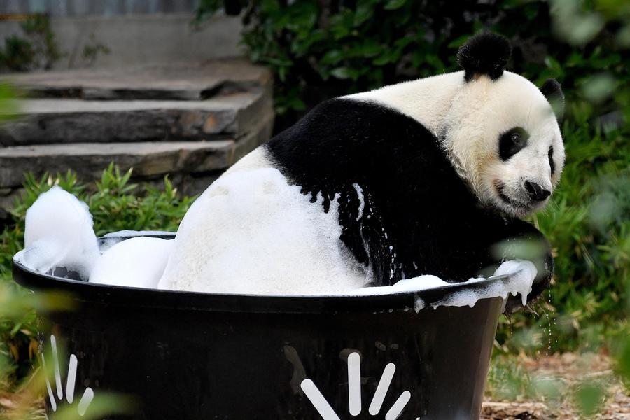 Un panda si fa il bagno allo zoo di Adelaide © Ansa