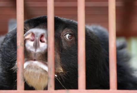 Saving the bears from the cruelty of bear bile farming
