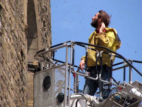 Salvataggio di api, spettacolo a Firenze