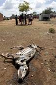 Oxfam,carestia in Sahel,rischio disastro