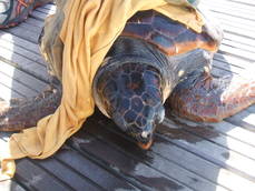 Elba, tartaruga marina liberata da reti