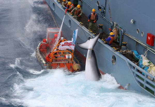 Balene: stagione caccia Tokyo, condanna Australia e Nuova Zelanda