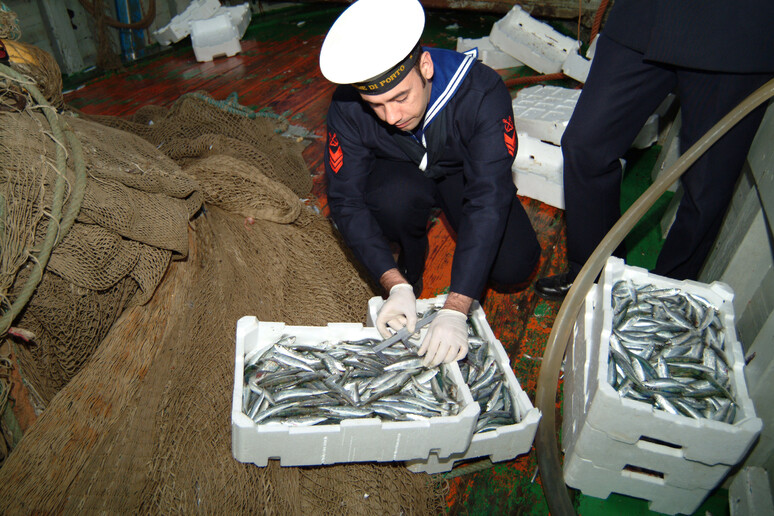 Commercio di pesce contaminato, blitz della Guardia Costiera - RIPRODUZIONE RISERVATA