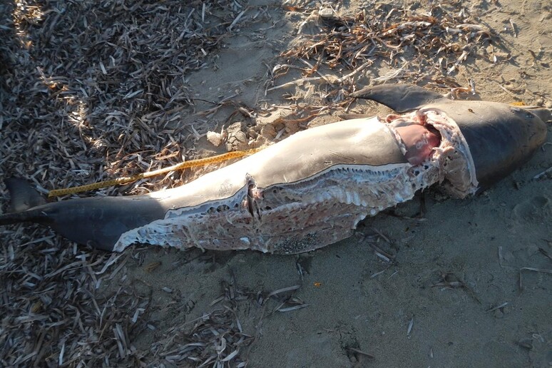 Carcassa cucciolo di delfino in spiaggia dell 'Oristanese - RIPRODUZIONE RISERVATA
