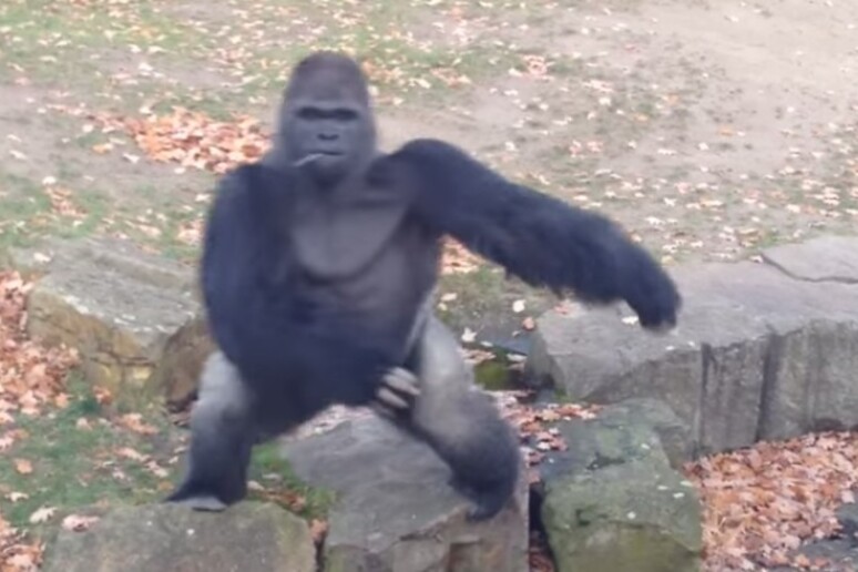 Gorilla lancia sasso contro turisti che lo filmano - RIPRODUZIONE RISERVATA