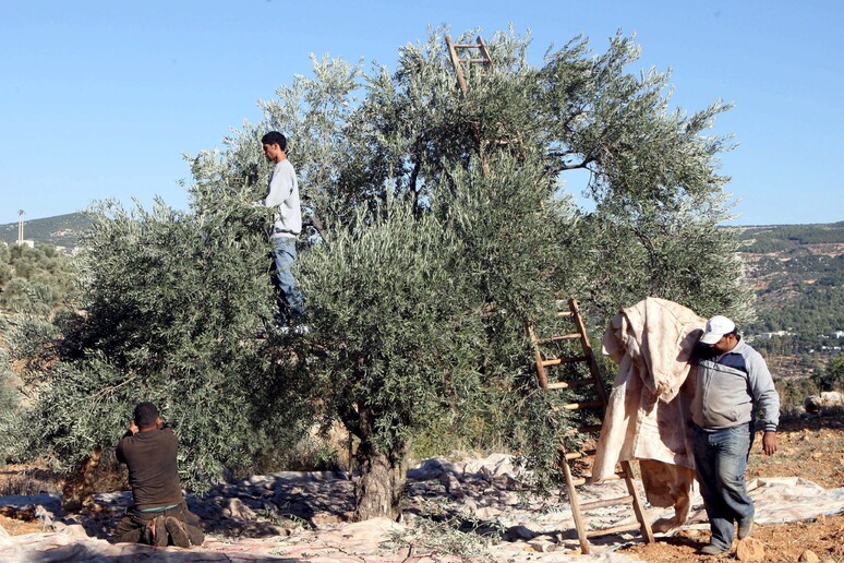 Raccolta delle olive in Giordania -     RIPRODUZIONE RISERVATA