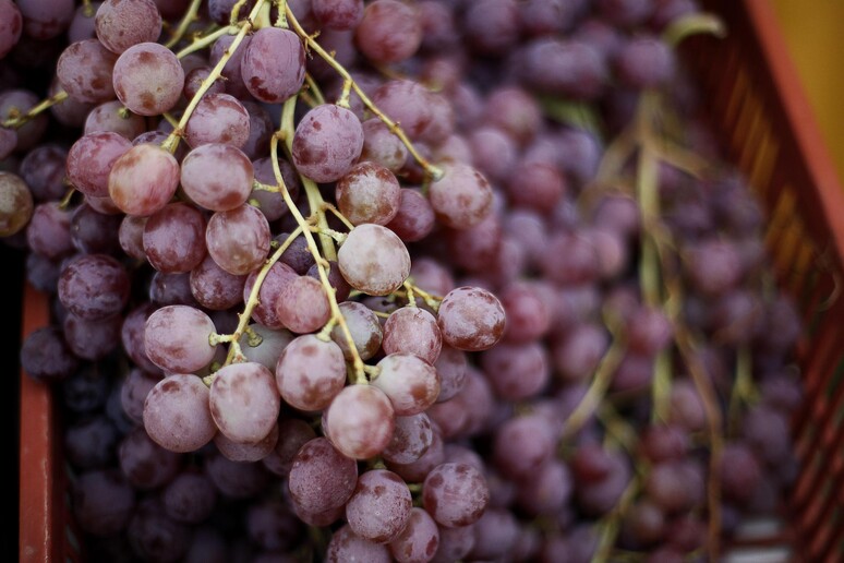 Dalla ricerca entro il 2021 nuove varietà di uva da tavola - RIPRODUZIONE RISERVATA