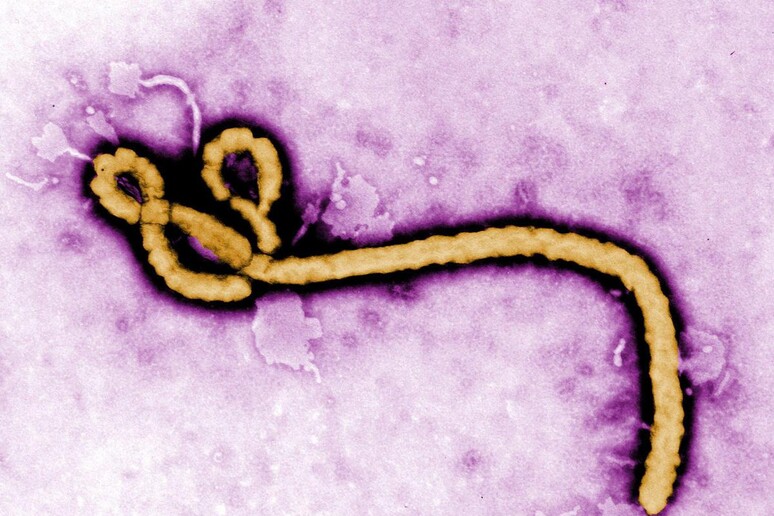 Il virus Ebola - RIPRODUZIONE RISERVATA