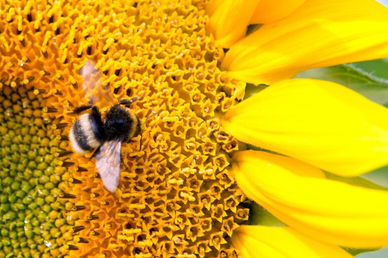 Bumble bee on sunflower [ARCHIVE MATERIAL 20130815 ] - RIPRODUZIONE RISERVATA