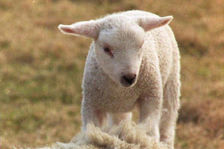 Agricoltura agnello agnelli pecore Pasqua - RIPRODUZIONE RISERVATA