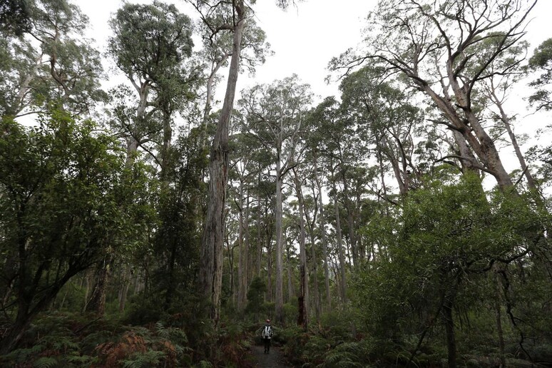 Una foresta australiana - RIPRODUZIONE RISERVATA