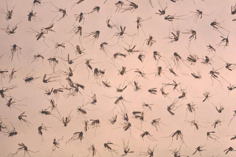 Febbre Dengue, 50mln persone colpite l 'anno © ANSA/EPA