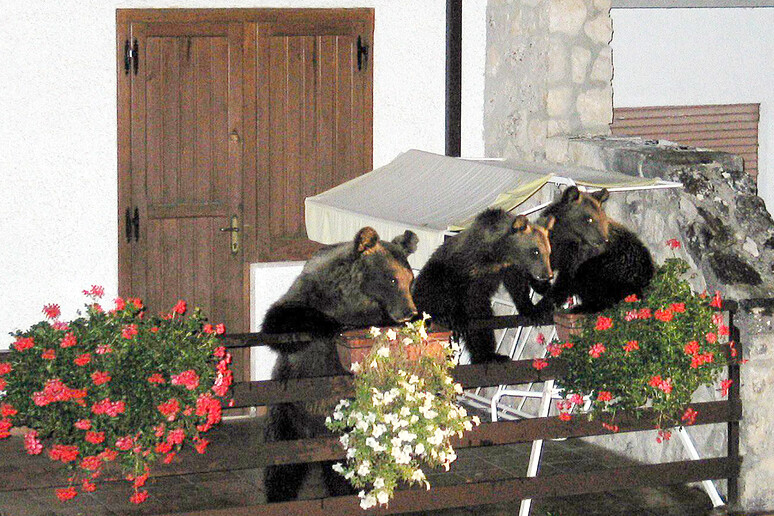 L 'orsa Gemma e i suoi due cuccioli si affacciano dal balcone della villetta di Scanno - RIPRODUZIONE RISERVATA