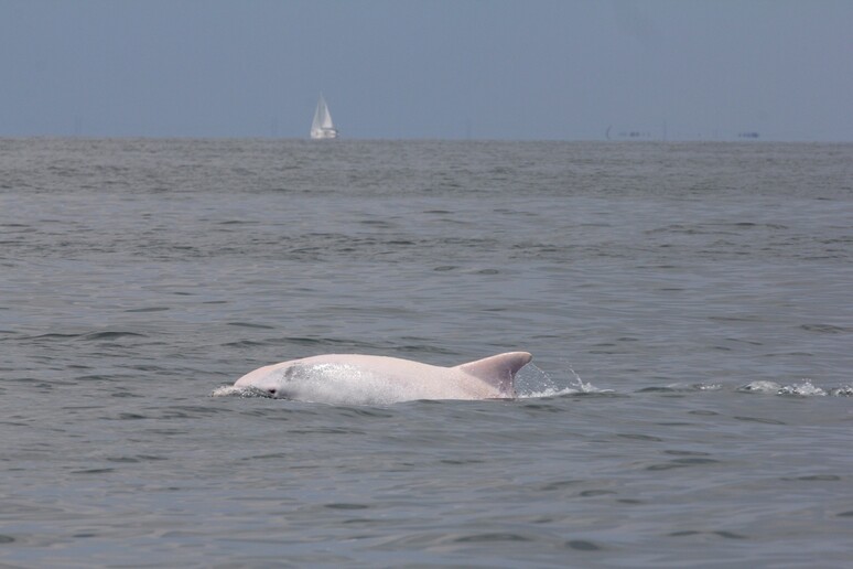 Il delfino avvistato (foto della Fondazione Cetacea Onlus di Riccione) - RIPRODUZIONE RISERVATA