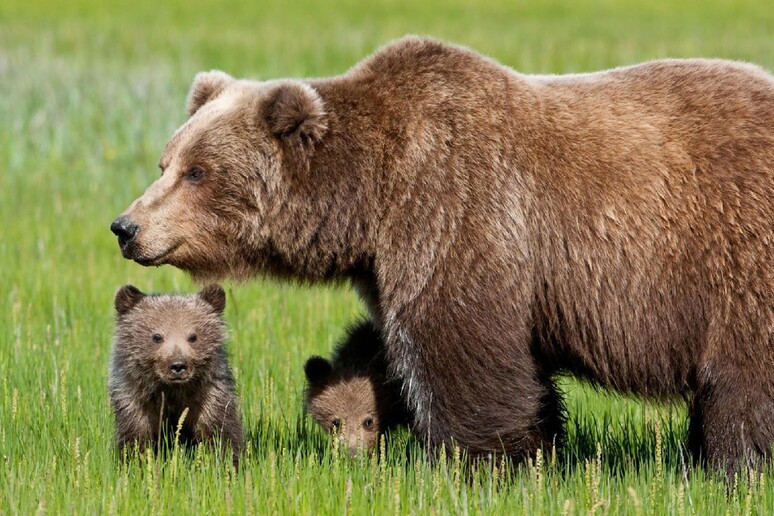 L 'orsa Daniza con i suoi cuccioli prima - RIPRODUZIONE RISERVATA