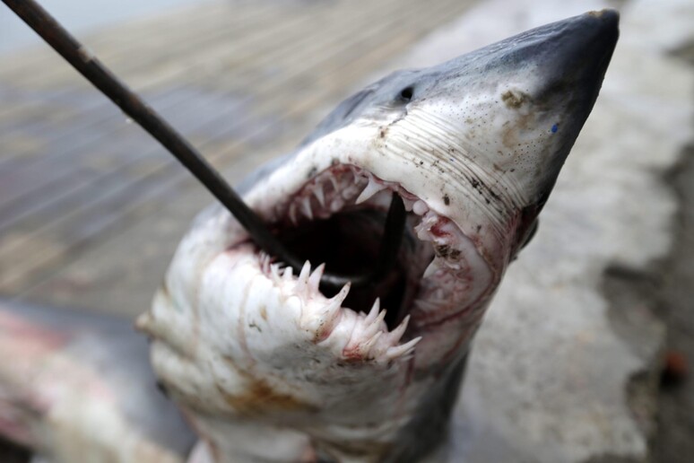 Attacco squalo © ANSA/EPA