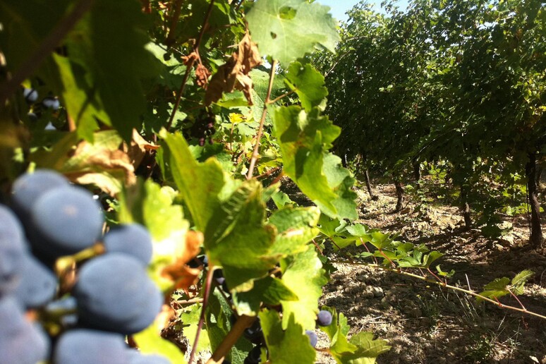 IUva e olive  'merce rara ' nei campi, ladri scatenati in Puglia - RIPRODUZIONE RISERVATA