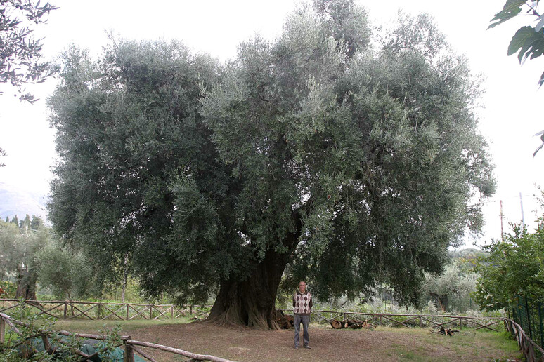 Tre paesaggi olivicoli entrano nel Registro Paesaggio rurale - RIPRODUZIONE RISERVATA