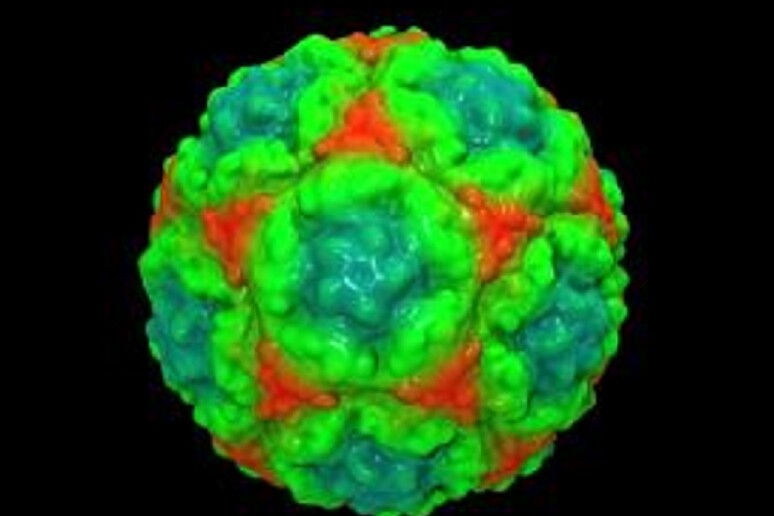 Il rinovirus, responsabile del raffreddore (fonte: Mike Kuiper, VLSCI) - RIPRODUZIONE RISERVATA