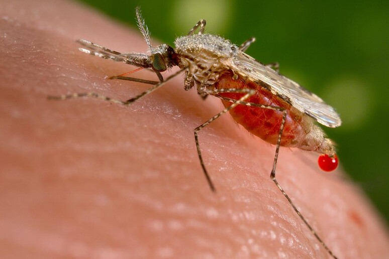 Una zanzara Anopheles stephensi, tra i principali vettori di malaria in Asia (fonte: Jim Gathany / CDC) - RIPRODUZIONE RISERVATA