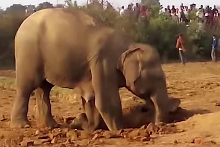 Elefantino salvato dalla madre - RIPRODUZIONE RISERVATA